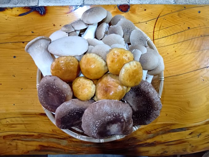 きのこの舘のきのこ